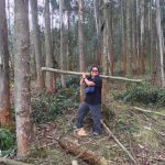 Eucalyptus plantation harvest